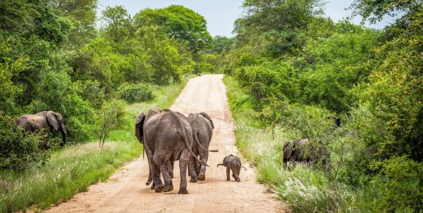 Namibia: Elefanten Familie überquert die Straße