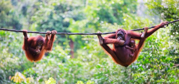 Orang Utans Kreuzfahrt Malaysia