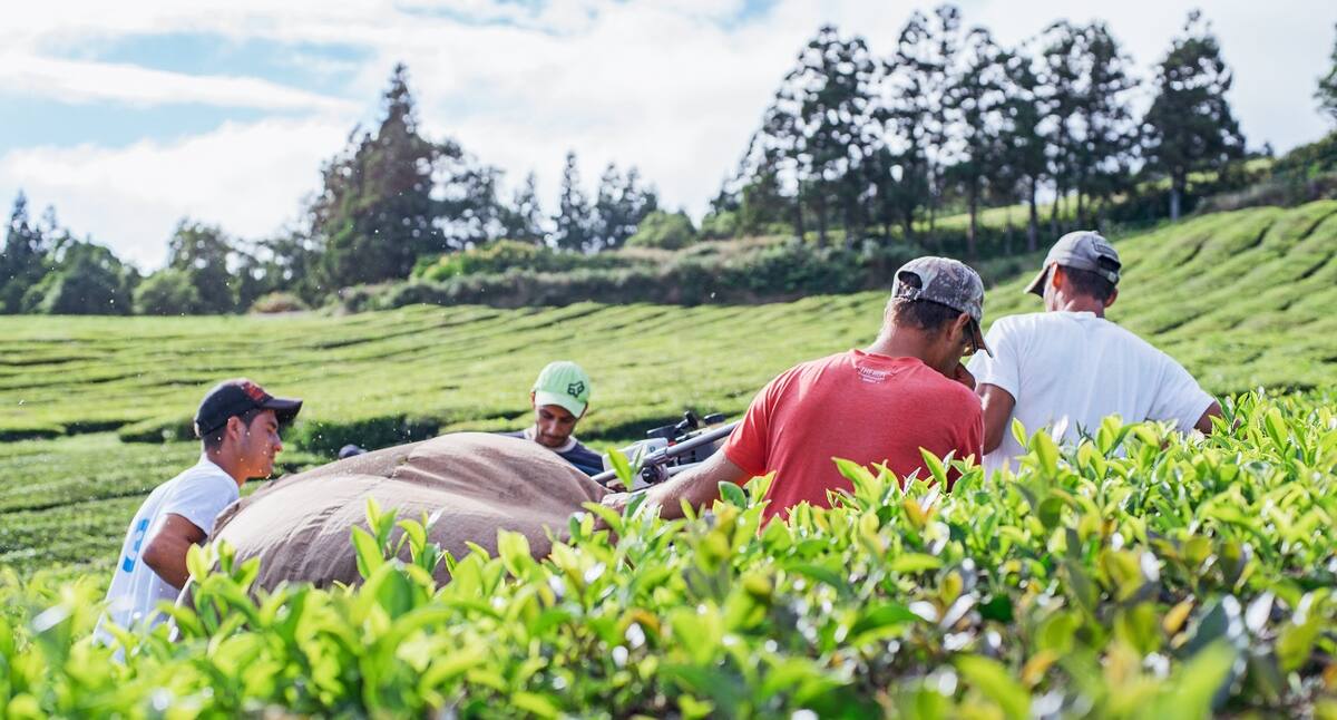 Kreuzfahrt zu den Azoren Ausflüge zu Teeplantagen