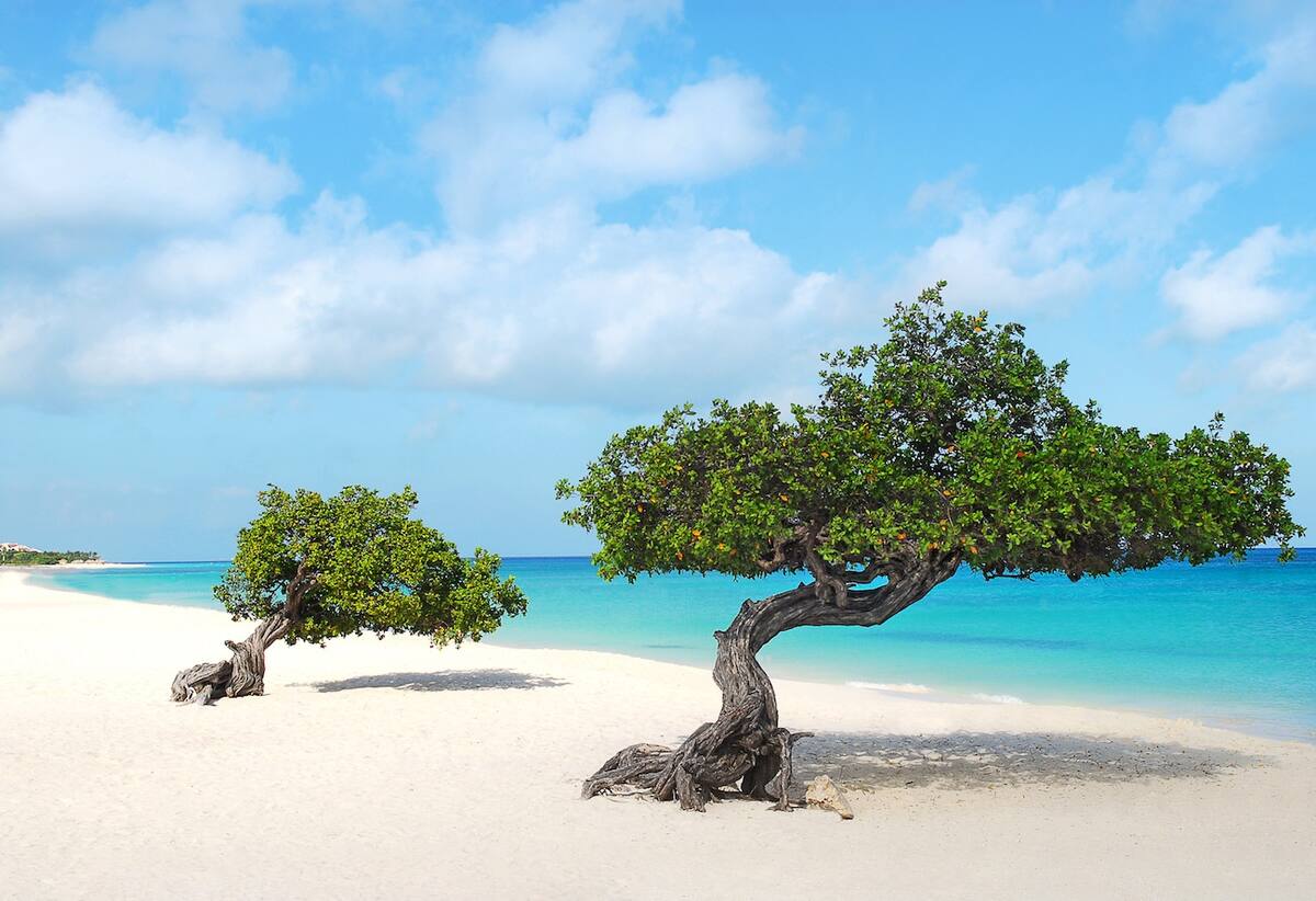 Bäume am Strand in der Karibik