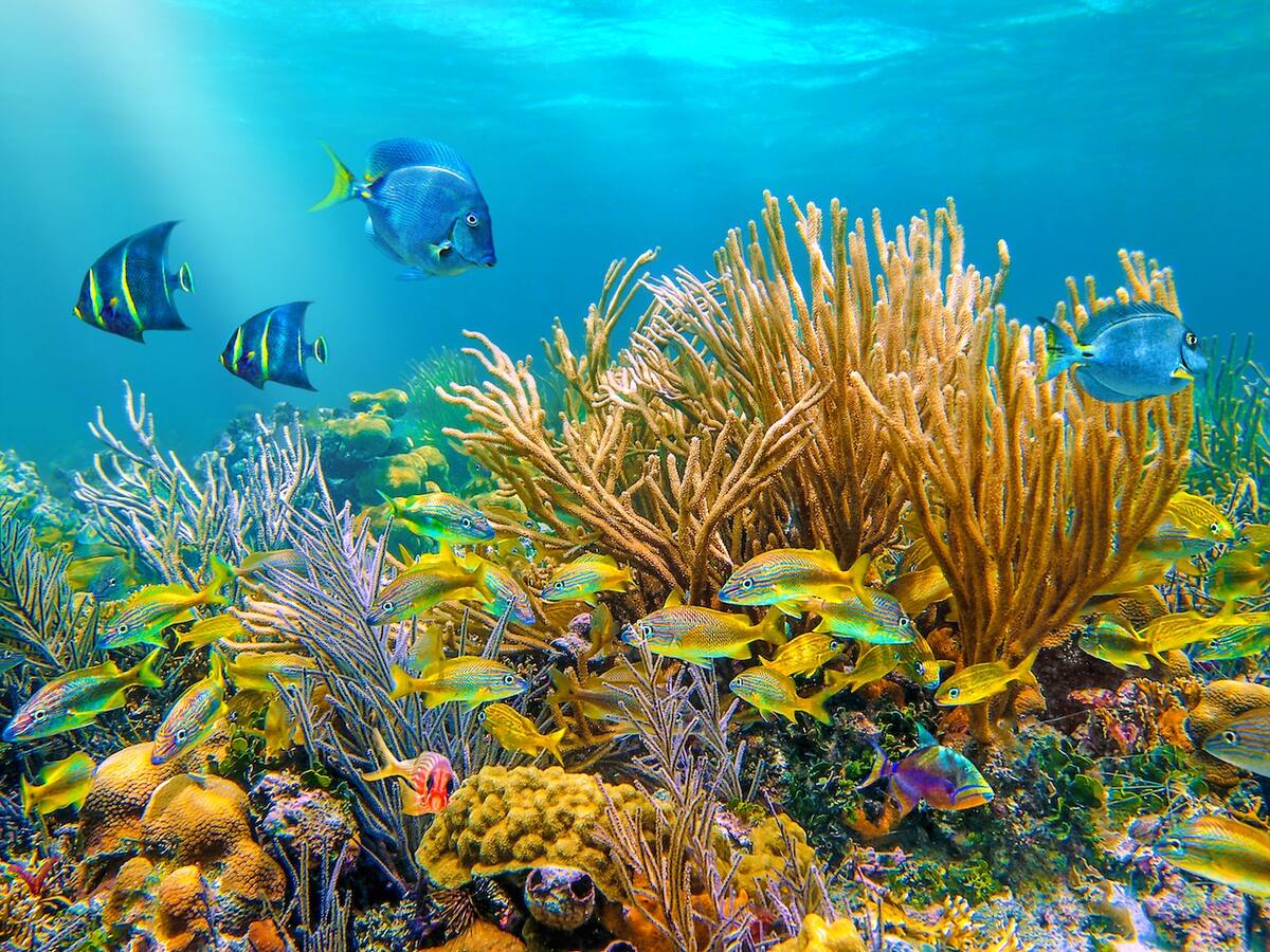 Bunte Unterwasserwelt der Karibik