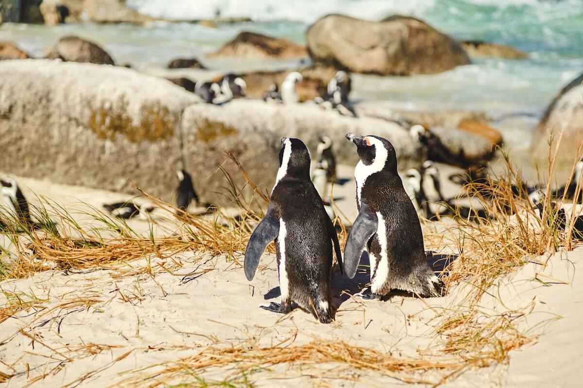 Kreuzfahrt Kapstadt  Boulders Beach