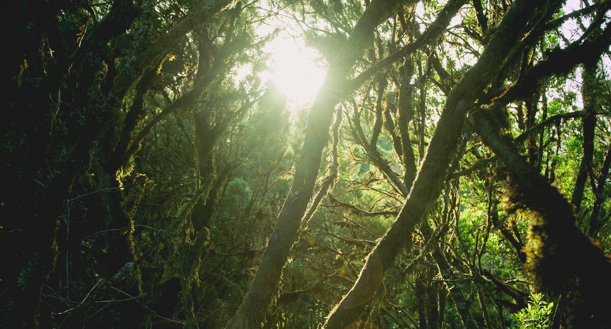 Dichter Urwald auf La Gomera