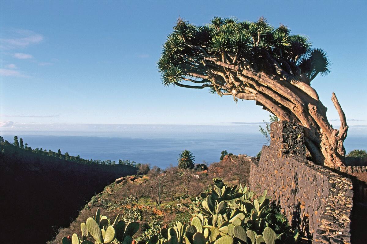 Ungewöhnlicher Baum