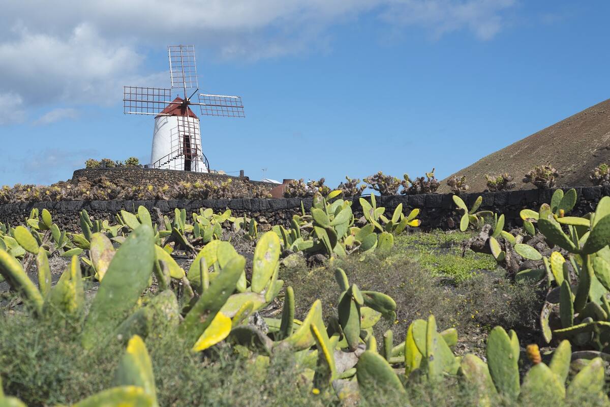 Kakteen auf Lanzarote