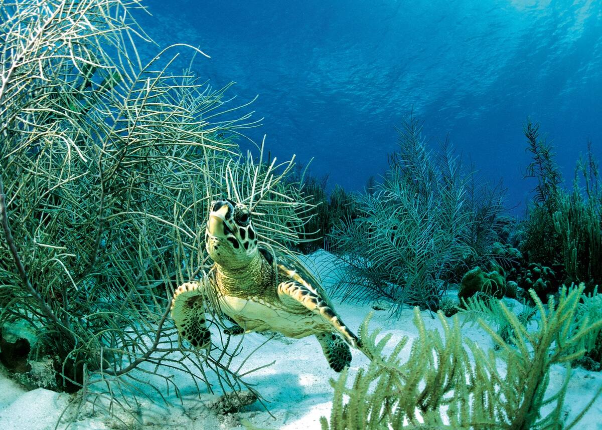 Eine Schildkröte im Wasser 