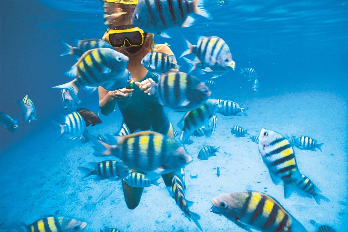 Taucher im Wasser mit bunten Fischen