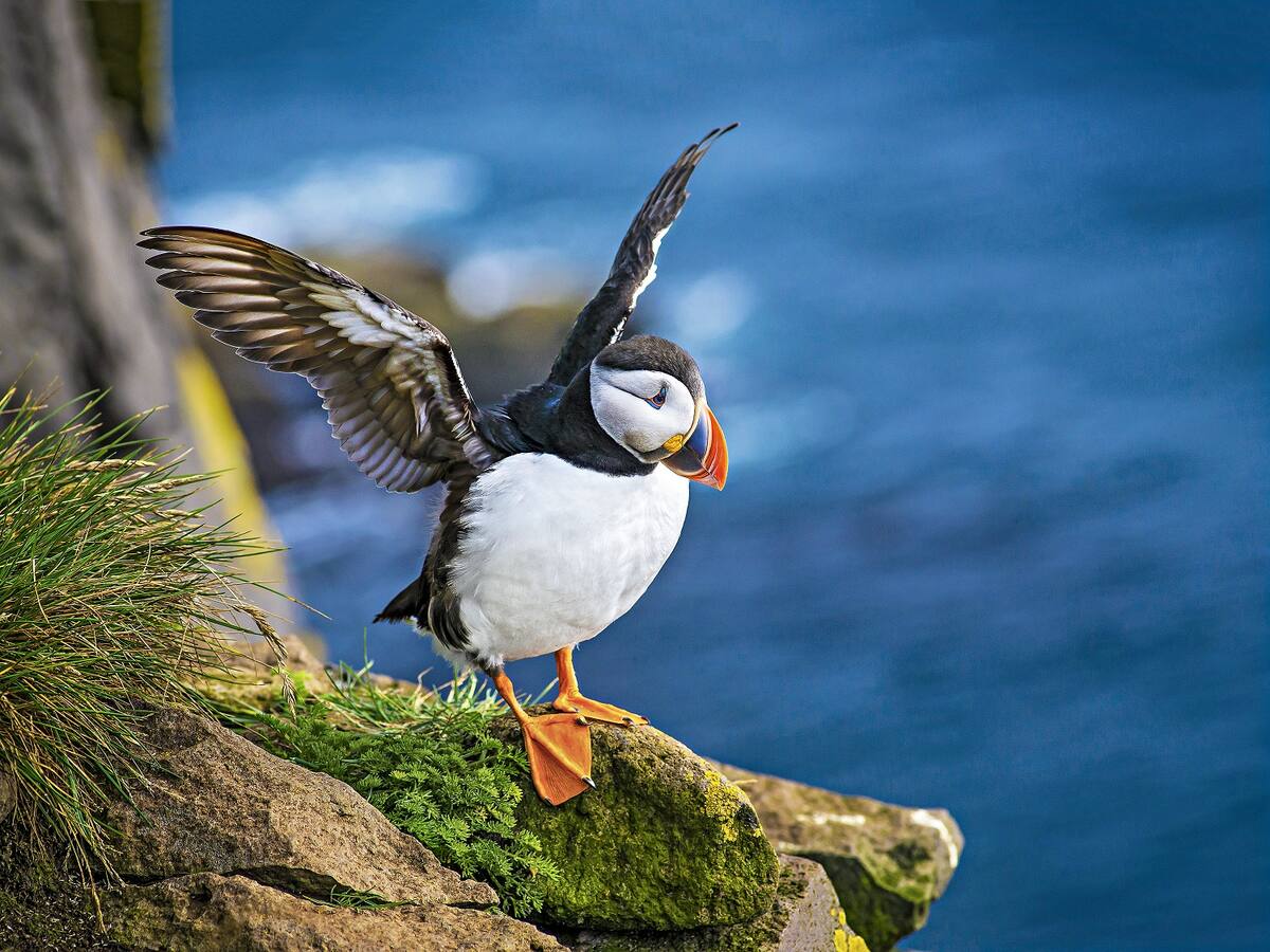 Ausflüge Orkney Inseln Papageientaucher Safari