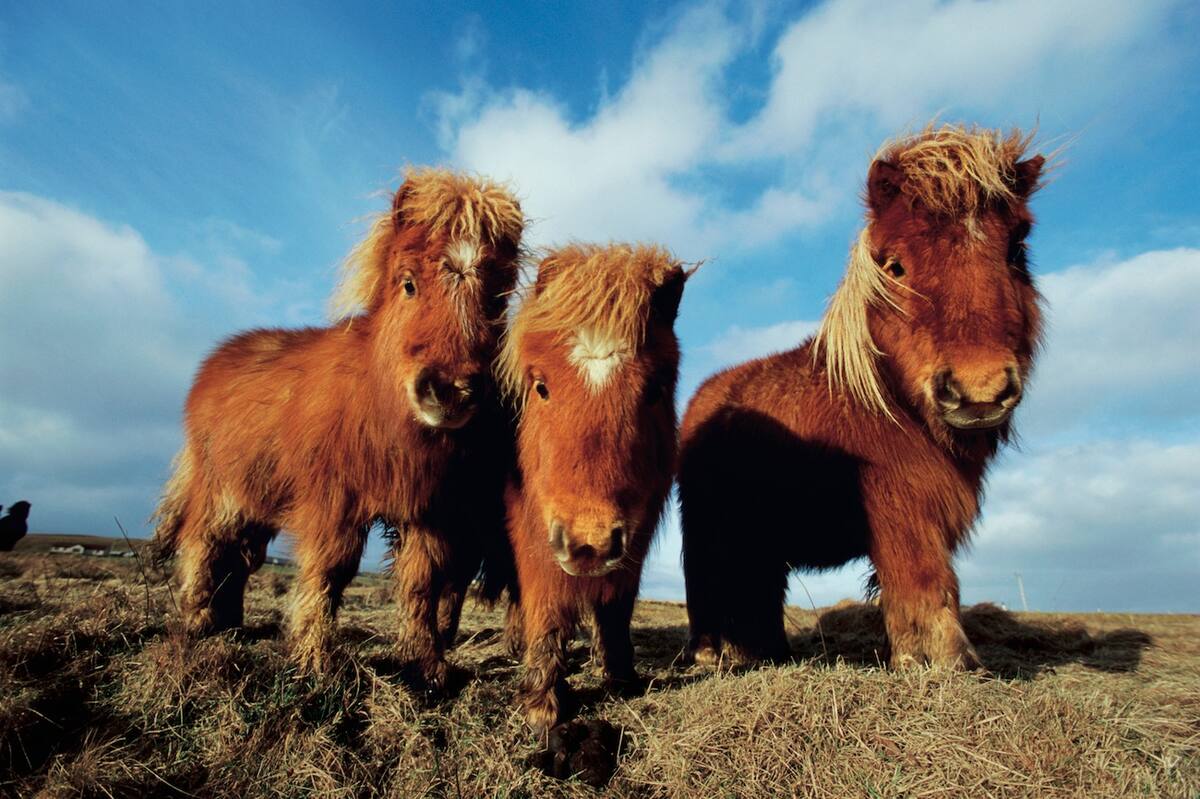 Shetland Ponys