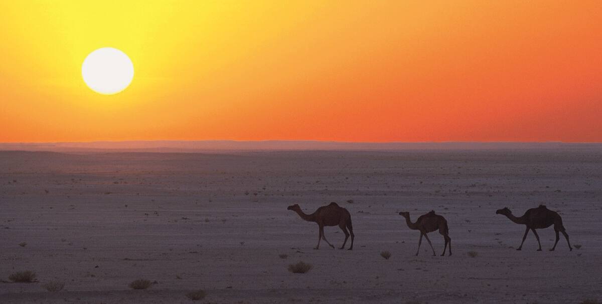 Kamele spazieren in der Wüste bei Sonnenuntergang