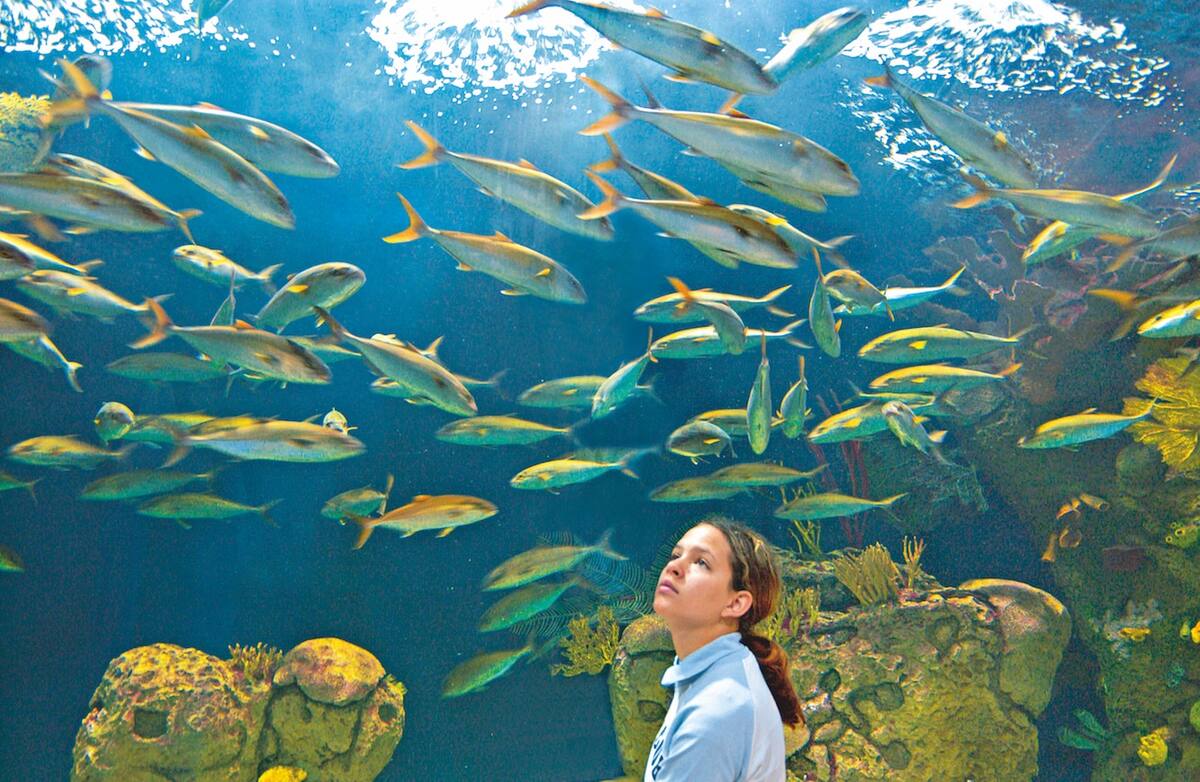 Kreuzfahrt: Valencia L'Oceanogràfic