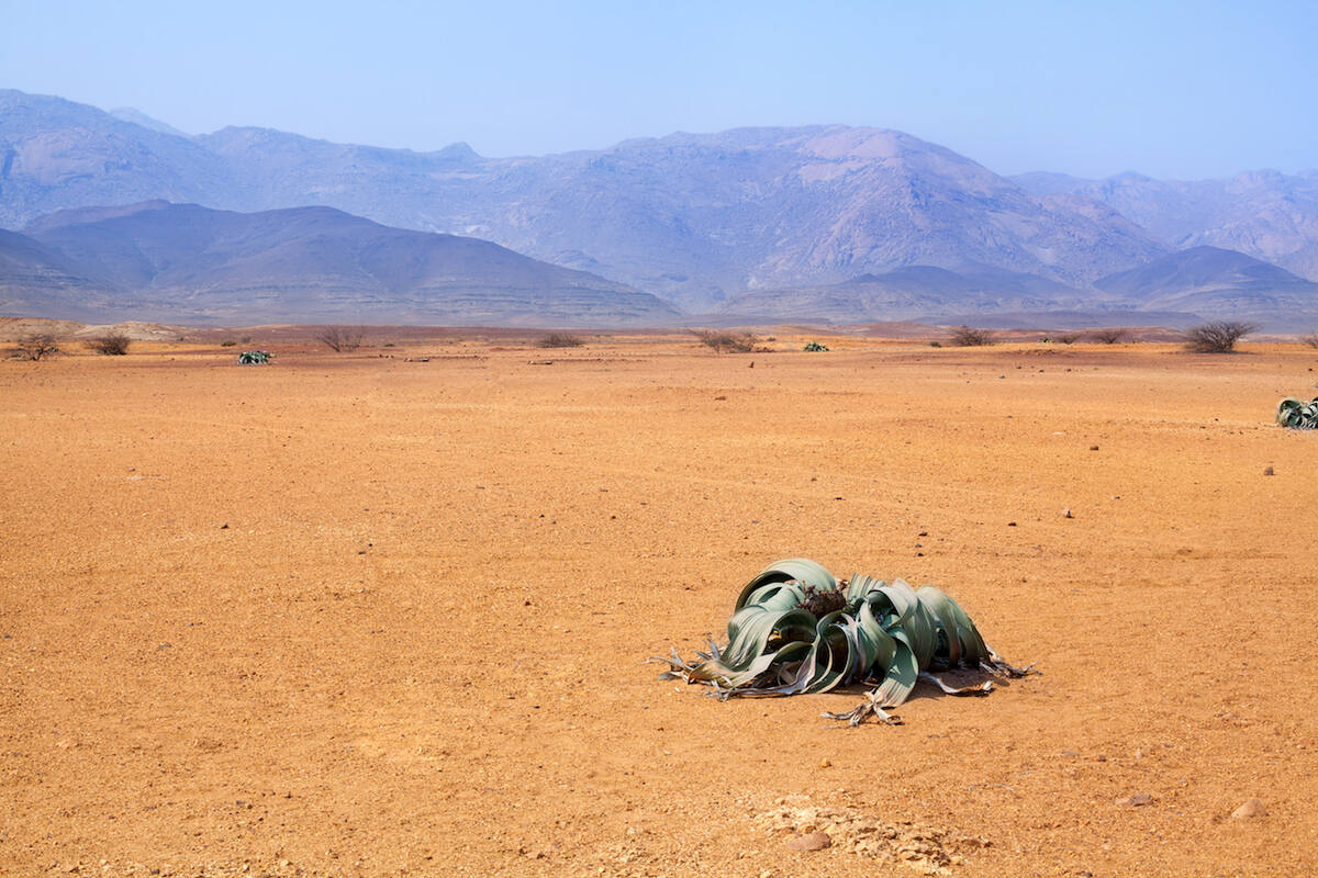 Welwitschia-Pflanze in Wüste
