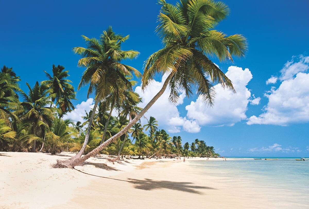 Palmen am Strand der Dominikanischen Republik