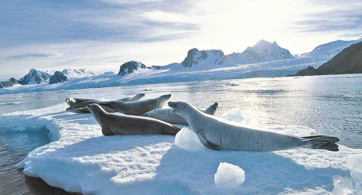 Kreuzfahrt Grönland: Ausflug mit Robben