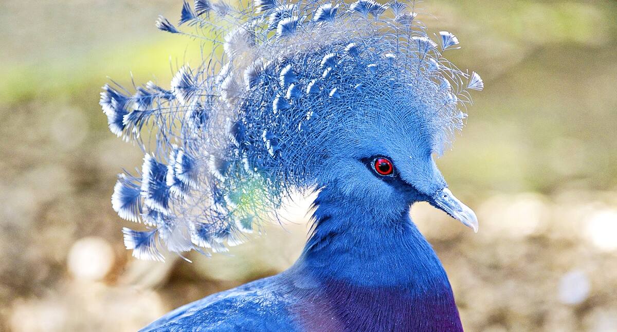 Ein blauer Vogel mit auffälligem Kamm auf dem Kopf