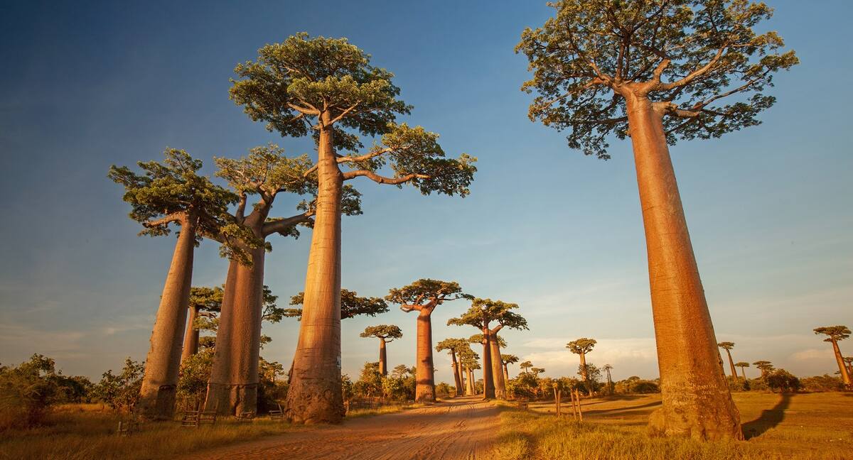 Bild Aktivitäten Madagaskar Kreuzfahrten 