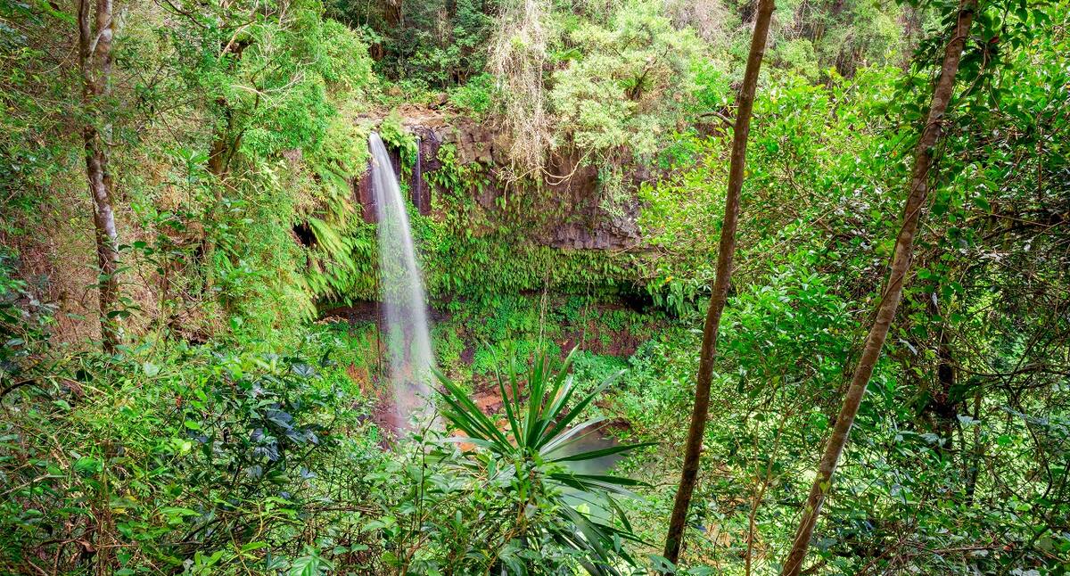 Kreuzfahrt-Ausflüge Dschungel von Madagaskar