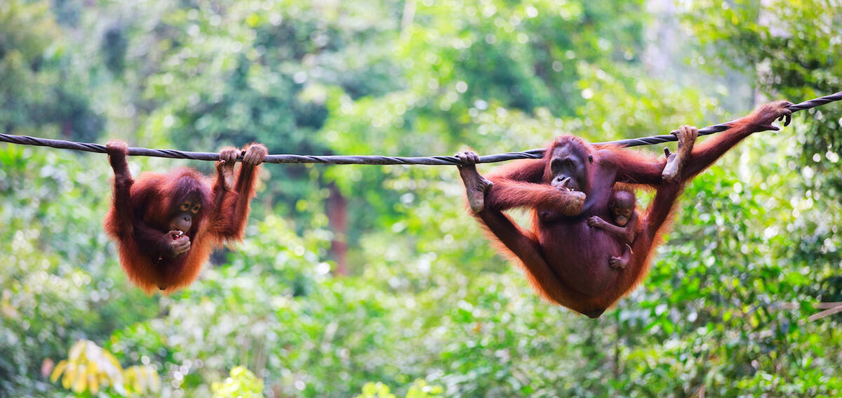Orang Utans Kreuzfahrt Malaysia 