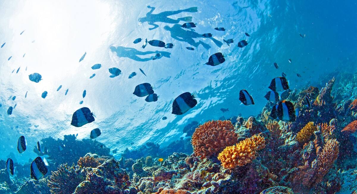 Tauchen auf den Malediven - ein Erlebnis auf der Kreuzfahrt