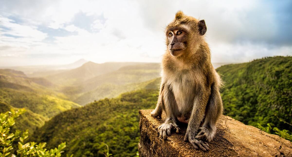 Ausflug Safari Kreuzfahrt nach Mauritius
