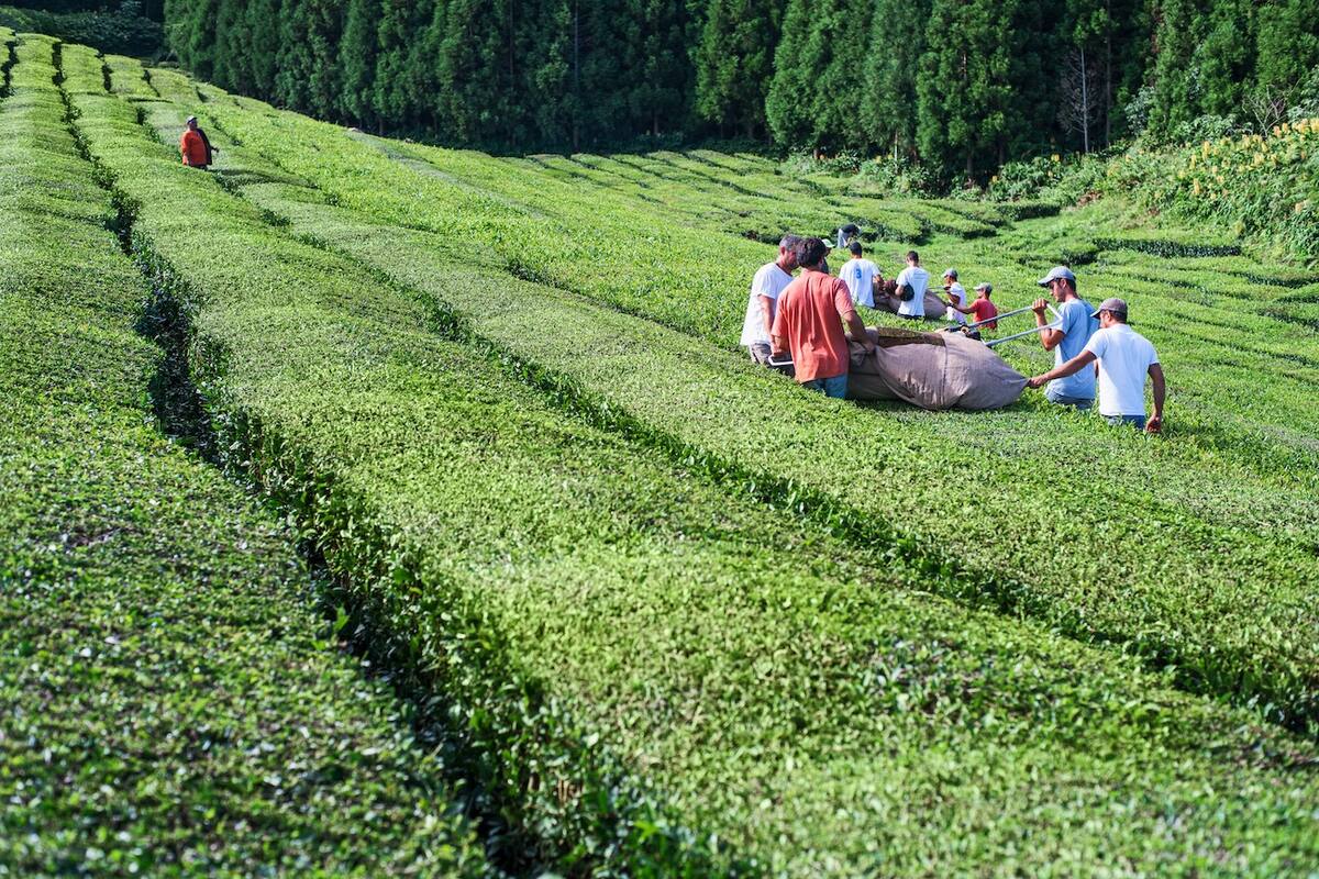 Männer arbeiten auf einer Teeplantage
