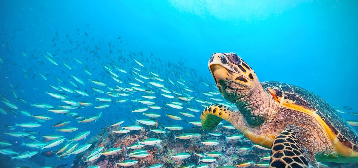 Tauchen auf den Seychellen
