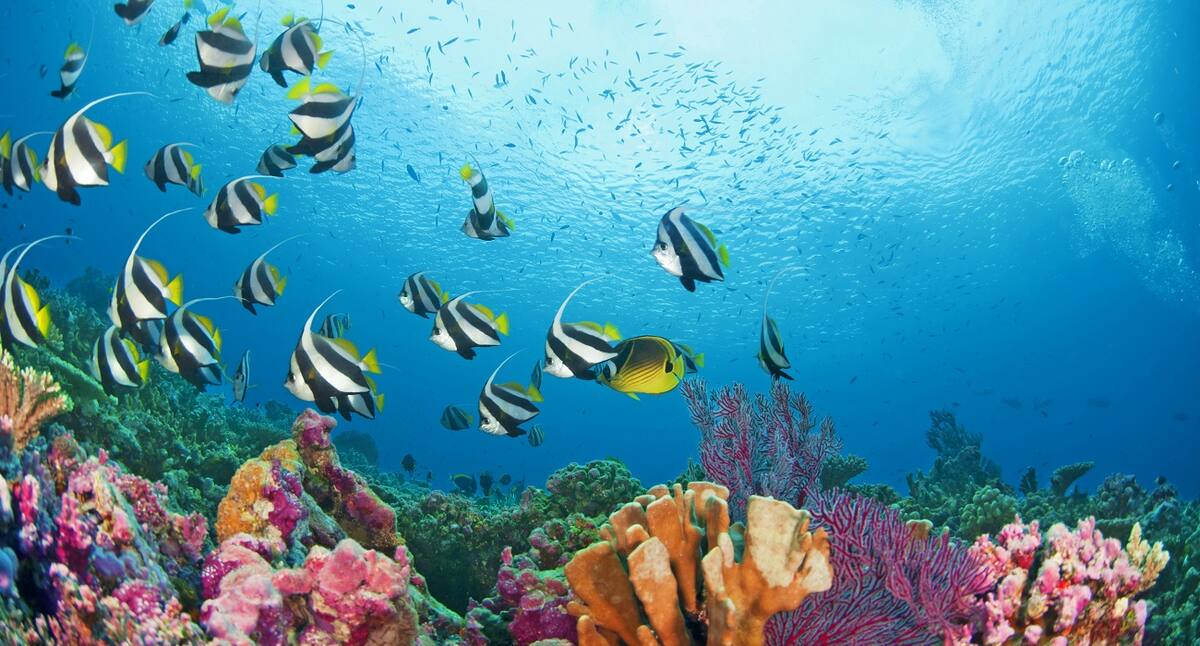 Unterwasser Tauchen auf den Seychellen