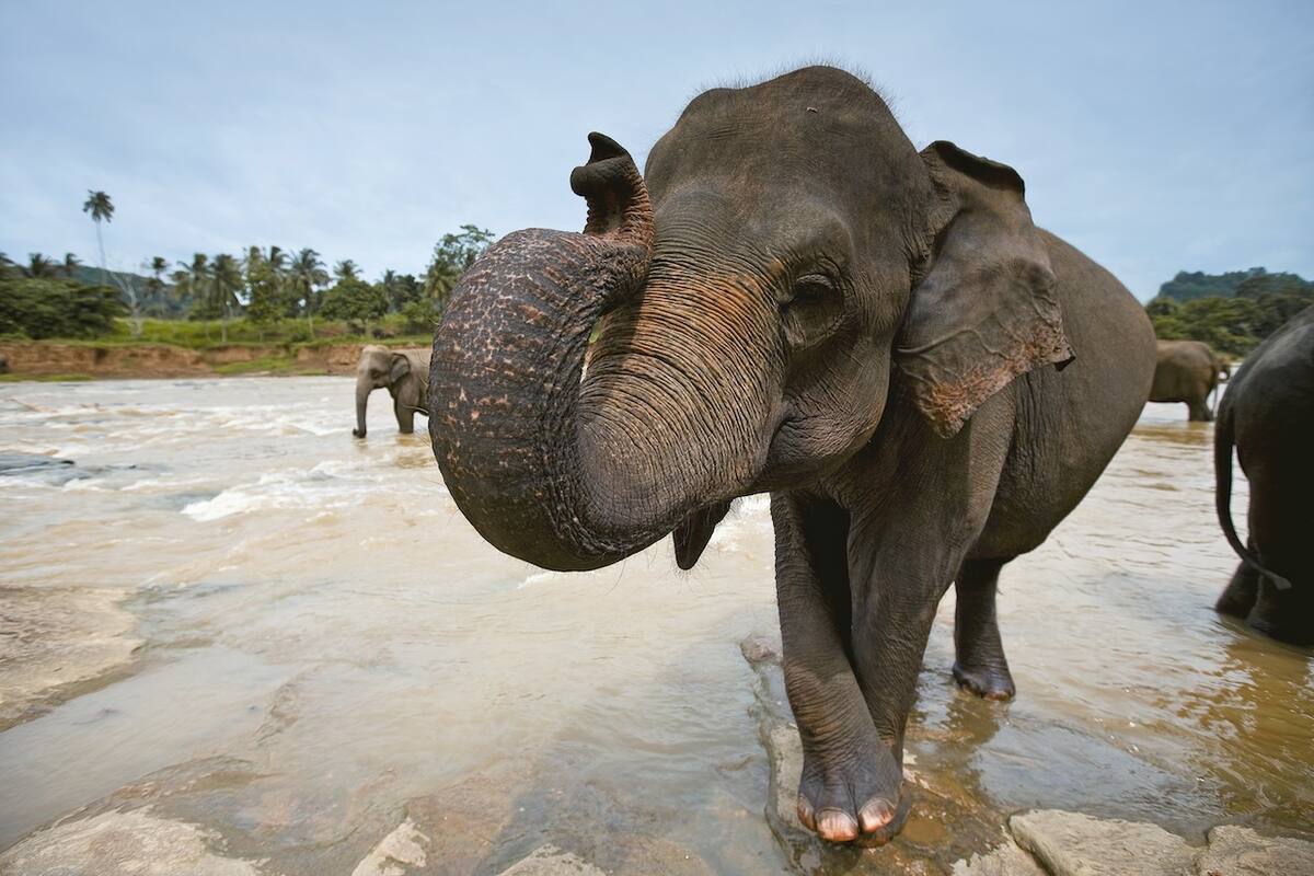 Ein Elefant hebt seinen Rüssel