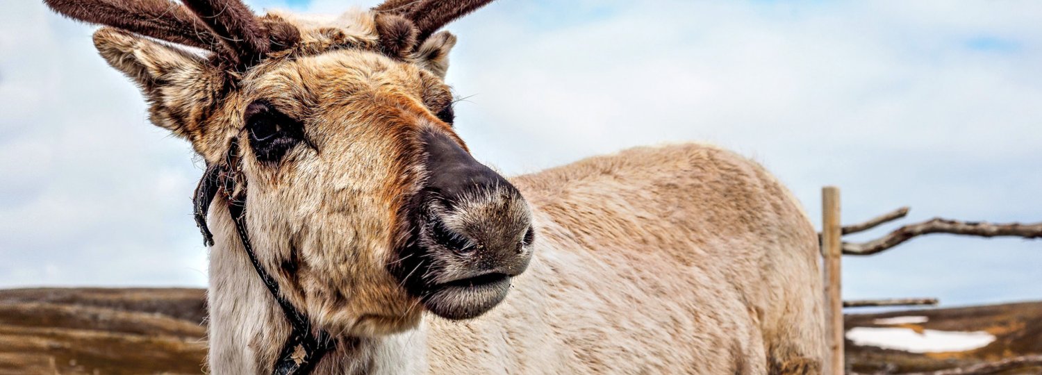 Highlights am Polarkreis ab Hamburg