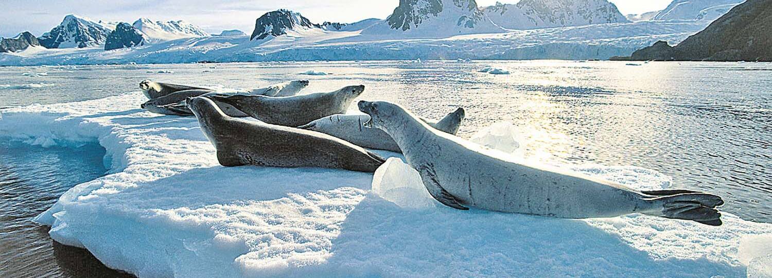 Grönland & Island Kreuzfahrt mit AIDA