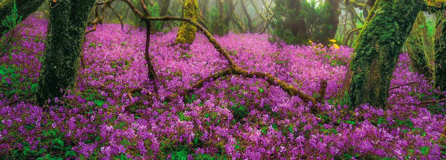 Kanaren mit La Gomera mit AIDAblu