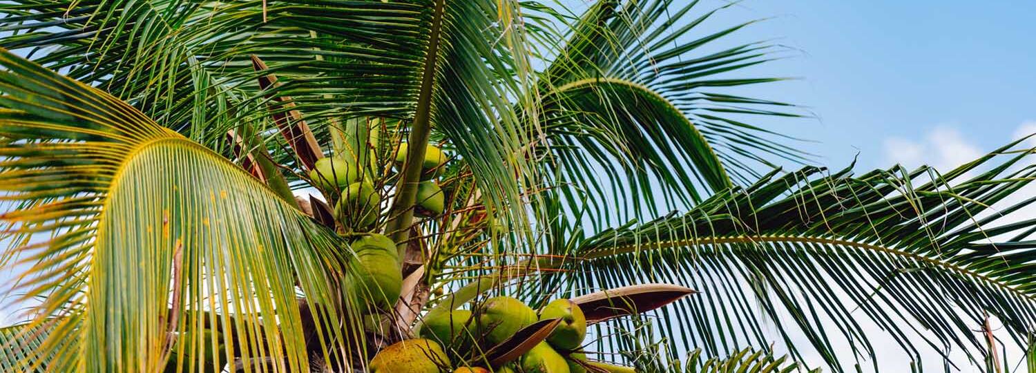 Karibische Inseln ab Martinique mit AIDA