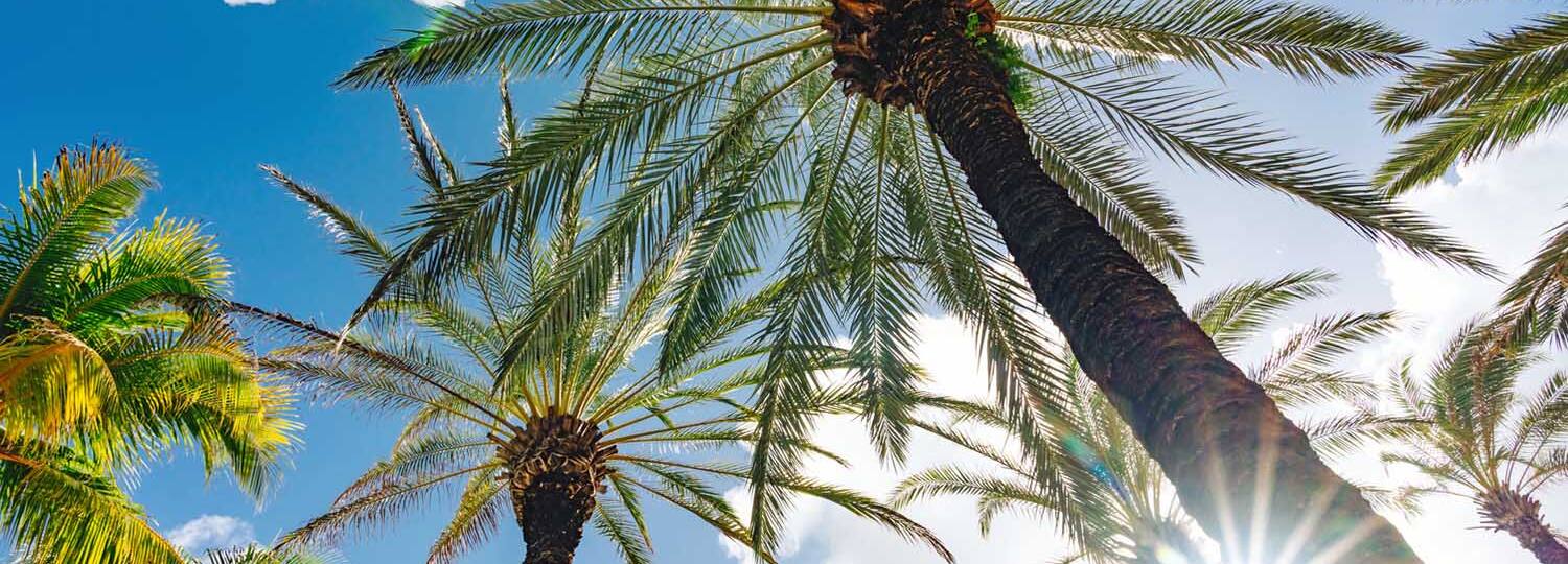 Von Barbados nach Teneriffa mit AIDA