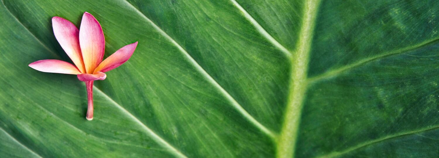 Von Hamburg nach Barbados mit AIDA