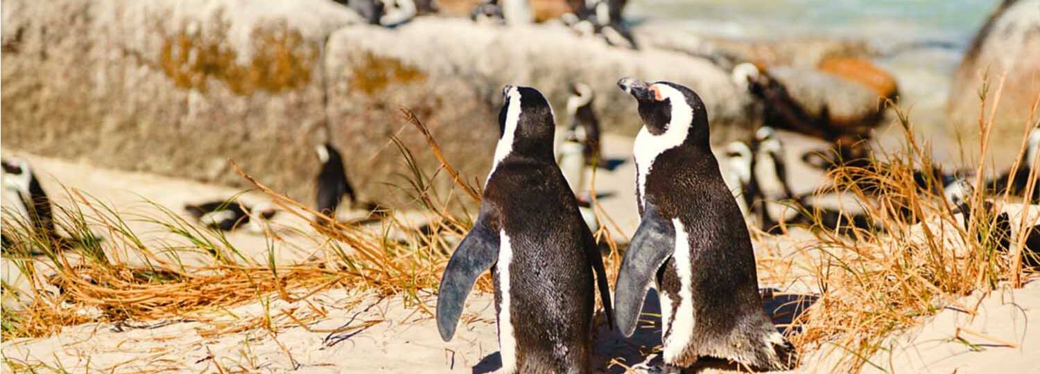 Weltenbummler Südafrika & Mauritius 2 mit AIDA