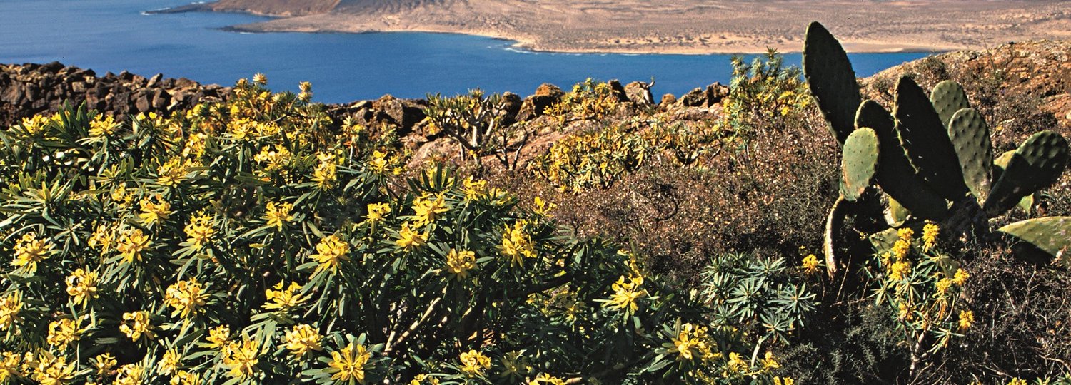 Bild Kreuzfahrt Lanzarote Küste