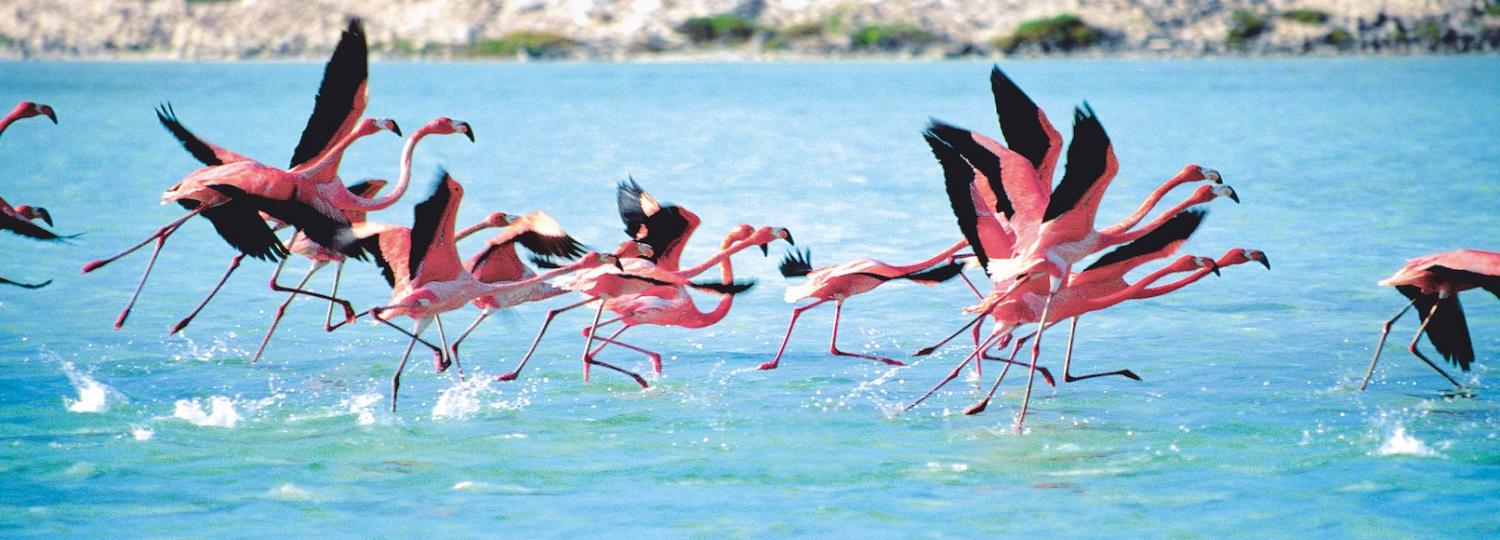 Kreuzfahrt nach Kralendijk