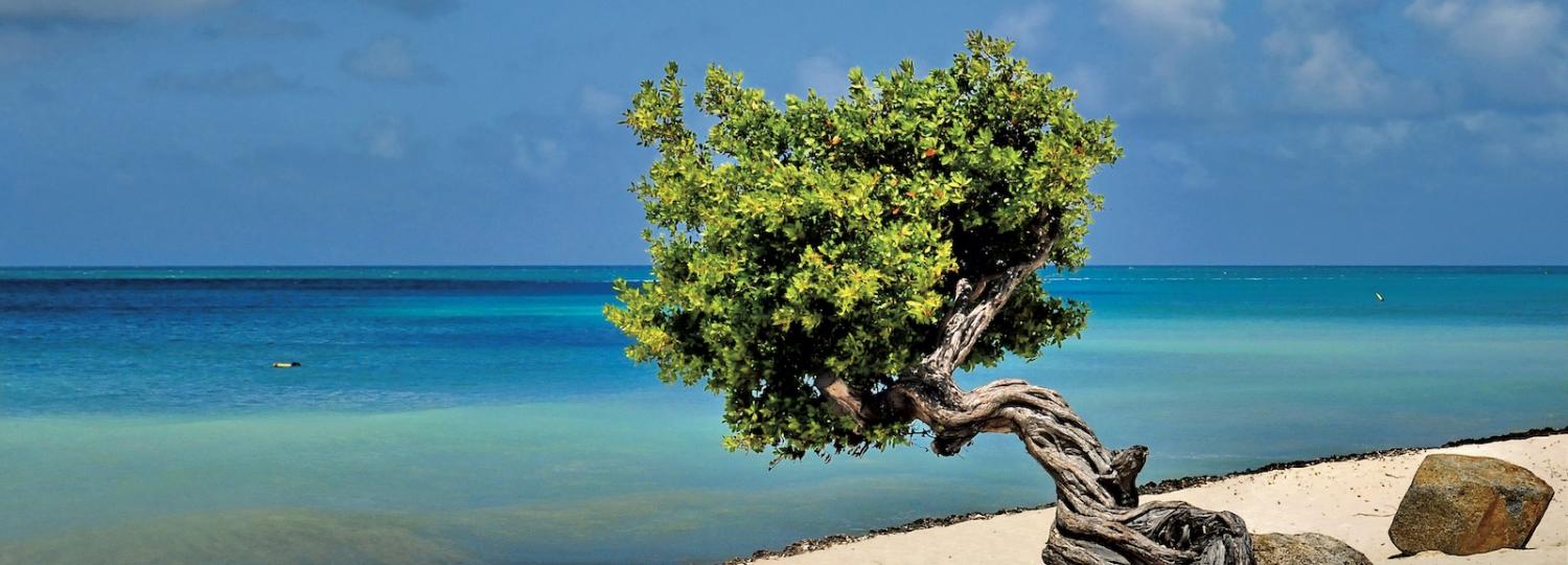 Kreuzfahrt Oranjestad Aruba Karibik