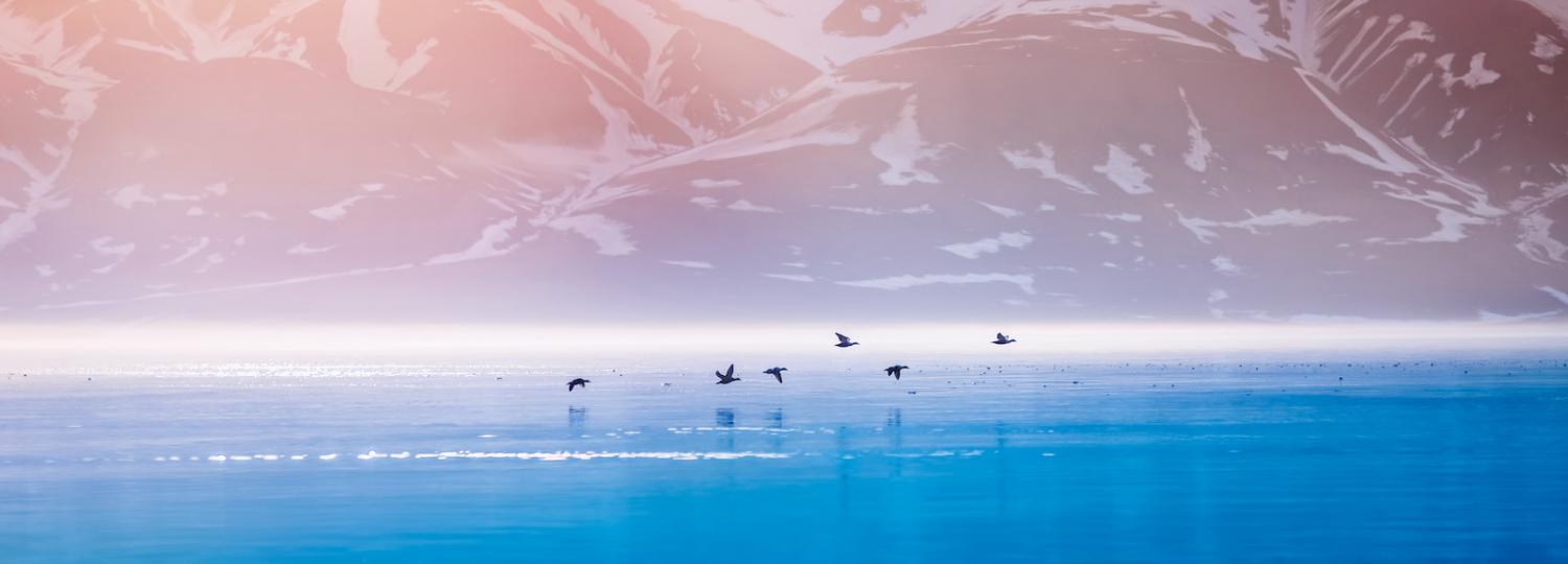 Vögel fliegen über eisiger Landschaft bei Spitzbergen