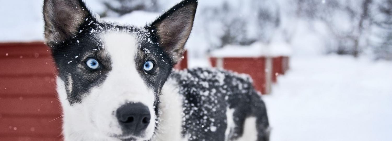 hund auf kreuzfahrt hier ist s erlaubt regelungen bei aida co