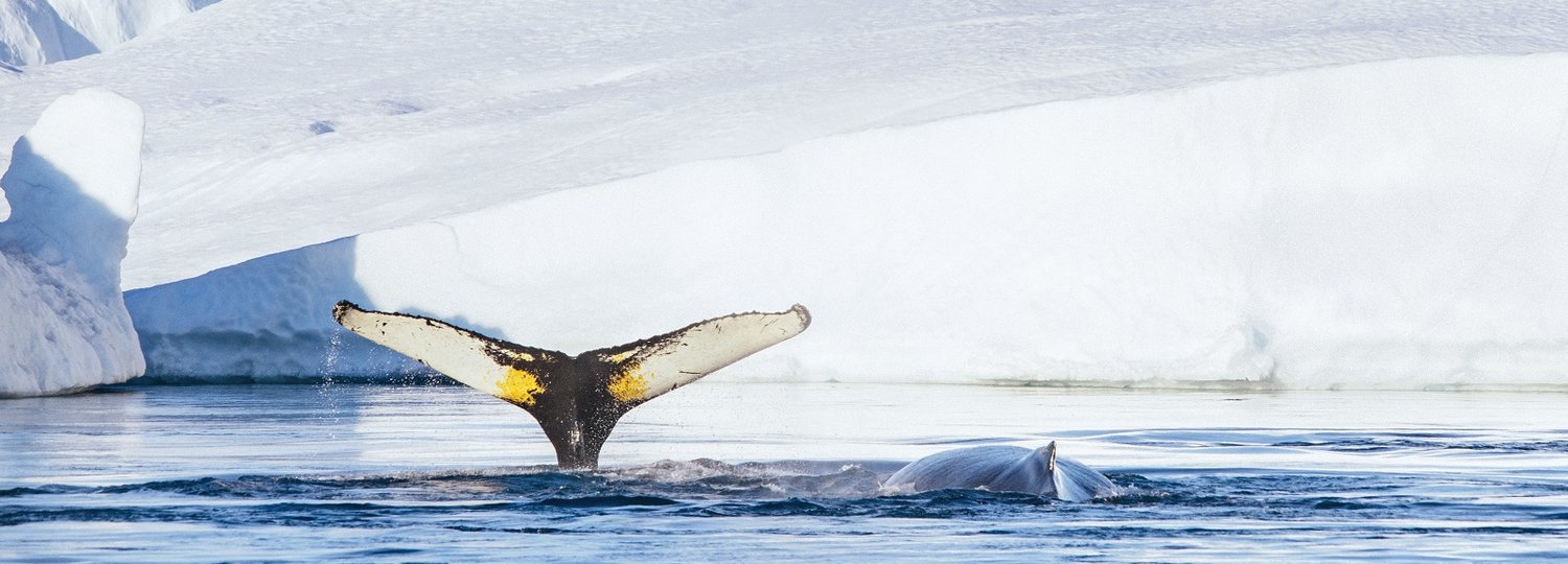 Wale bei einer Kreuzfahrt in Grönland
