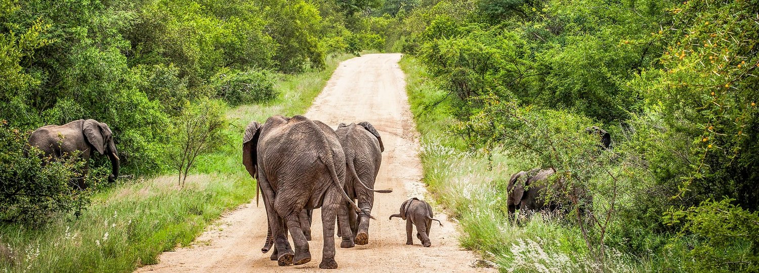 Kreuzfahrt Ziel Dschungel von Namibia