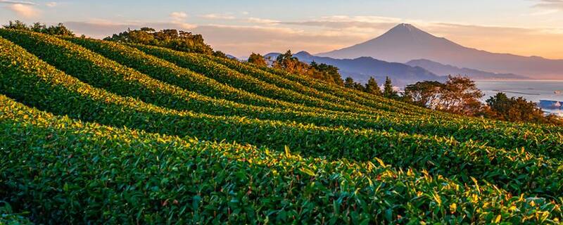 AIDA Ausflug ab Shimizu:  Faszinierende Natur und Mount Fuji