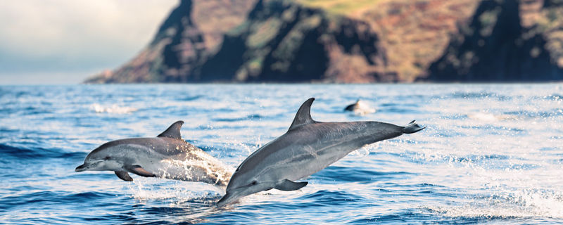 Delfine vor Madeira bei einer Kreuzfahrt mit AIDA