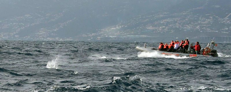 Whale watching Ausflug vor Madeira bei einer Kreuzfahrt mit AIDA