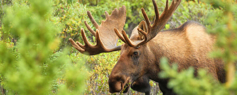 AIDA Ausflug von Karlskrona zum Elchpark