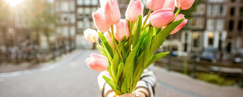Tulpen aus Amsterdam