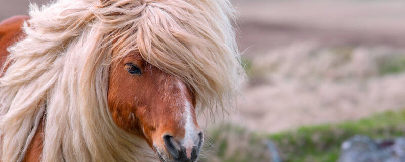 AIDA Ausflug auf den Shetland-Inseln: Highlights des Westens und Shetlandponys