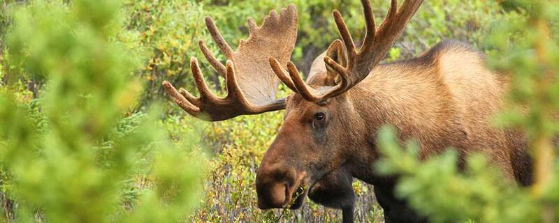 AIDA Ausflug ab Karlskrona zum Elchpark