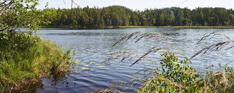 AIDA Ausflug ab Stockholm  in den Tyresta Nationalpark